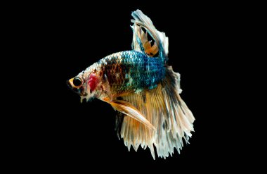 Yeşil, siyah ve sarı betta balık ana renk ile renkli, Siyam mücadele balık siyah arka plan üzerinde izole edildi