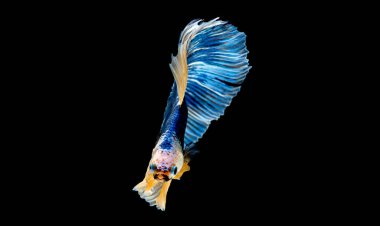 Mavi betta balığının ana rengi ile renkli olan Siyam lı balıklar siyah arka planda izole edildi. Balık da yüzme sırasında ileriye bakmak eylem