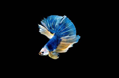 Mavi betta balığının ana rengi ile renkli olan Siyam lı balıklar siyah arka planda izole edildi. Balık da yüzme sırasında farklı yönde dönüş kafası eylem