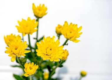 Sarı krizantem çiçek veya Tay adı bir tür Appa Lueang beyaz ve gri arka plan üzerinde