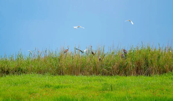 以蓝天为背景的绿草丛中野生鸟类栖息地的柔和模糊图像 有的鸟飞过栖息地 — 图库照片