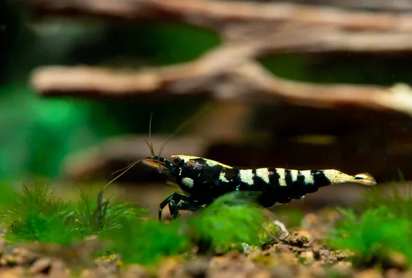 Camarones Enanos Galaxia Negra Aislados Buscan Comida Acuario Agua Dulce —  Fotos de Stock