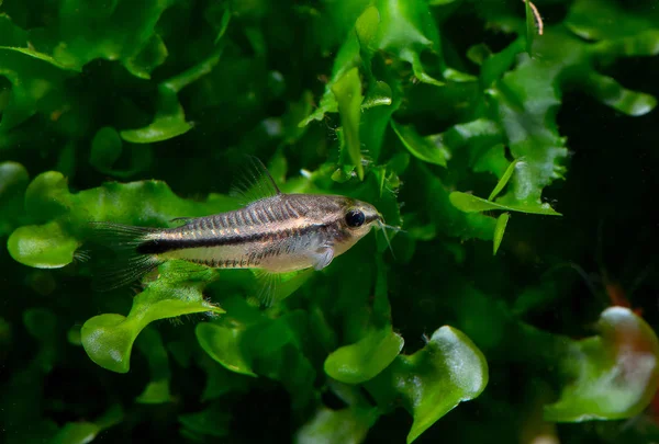 Маленька Козяча Риба Залишається Водяній Рослині Акваріумі Прісної Води — стокове фото