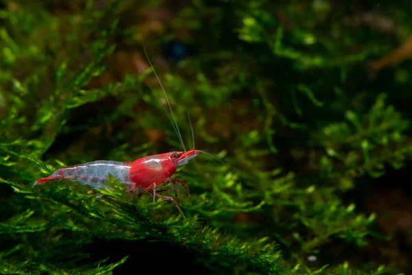 淡水水族館タンクの緑の水生植物に赤い寿司ドワーフエビの滞在 — ストック写真