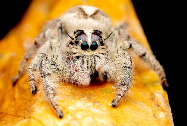 Beyaz Krem Rengi Ile Vahşi Kadın Atlama Örümcek Ileriye Bakmak — Stok fotoğraf