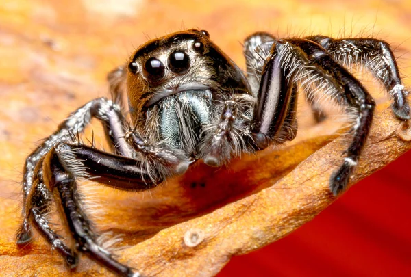 Wild male jumping spider with black color look forward and stay on brown dry leaf and red color background are in bottom right corner of image.