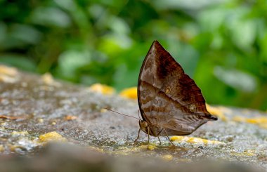 Kahverengi kelebek kalmak görünümüne yakın ve Tayland milli parkı orman yakınındaki kaya üzerinde bazı meyve yemek.