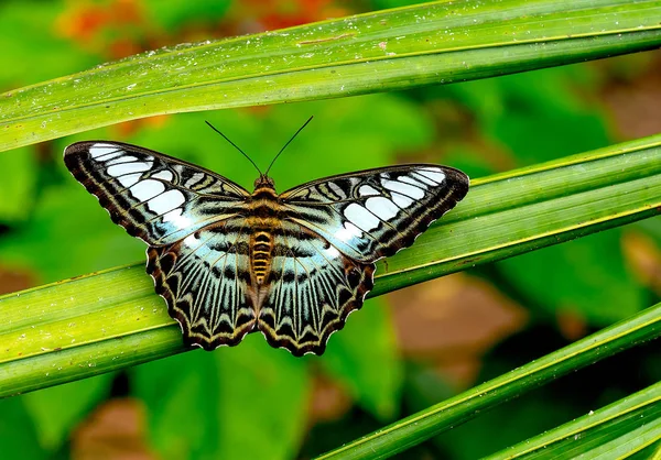 Закрыть Вид Разноцветную Бабочку Зеленым Черно Коричневым Черно Белым Узором — стоковое фото