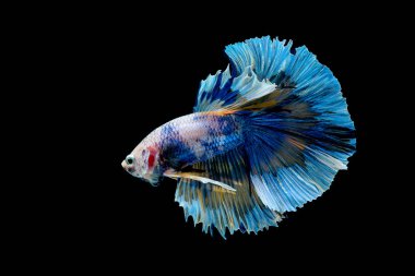 Mavi betta balığının ana rengi ile renkli olan Siyam lı balıklar siyah arka planda izole edildi. Balık da yüzme sırasında farklı yönde dönüş kafası eylem.