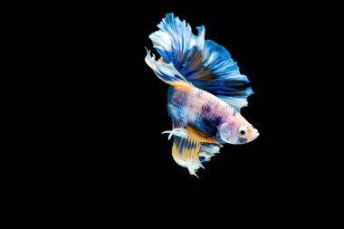 Mavi betta balığının ana rengi ile renkli olan Siyam lı balıklar siyah arka planda izole edildi. Balık da yüzme sırasında farklı yönde dönüş kafası eylem.