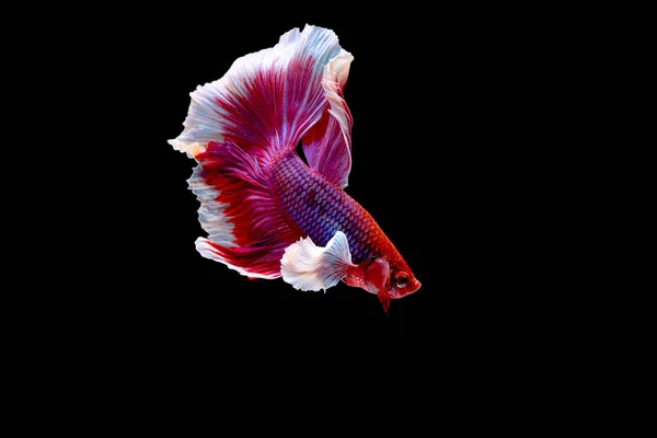 Farbenfroh Mit Hauptfarbe Roter Und Pinkfarbener Beta Fische Wurde Siamesischer — Stockfoto