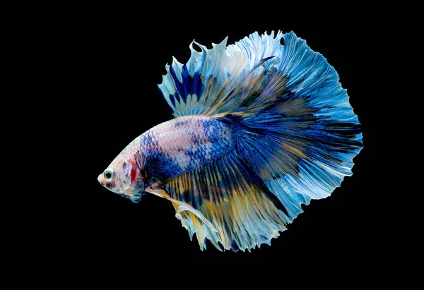Colorato Con Colore Principale Del Pesce Betta Blu Pesce Combattente — Foto Stock