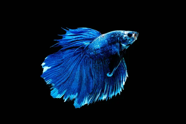 Blue Betta Fish Siamese Fighting Fish Isolated Black Background Fish — Stock Photo, Image