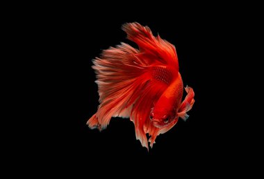Açık kırmızı renk Siyam mücadele balık, betta balık siyah arka plan üzerinde izole edildi. Balık da yüzme sırasında farklı yönde dönüş kafası eylem.