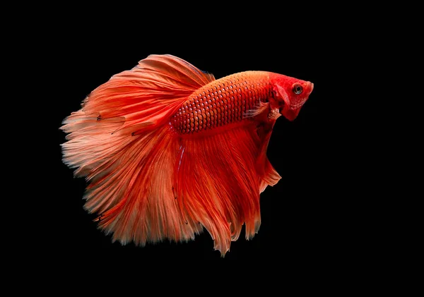 Couleur Rouge Clair Poisson Combat Siamois Poissons Betta Été Isolé — Photo