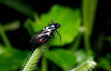 Çok renkli veya renkli böcek koyu yeşil renk ile çim polen üstünde kalmak.