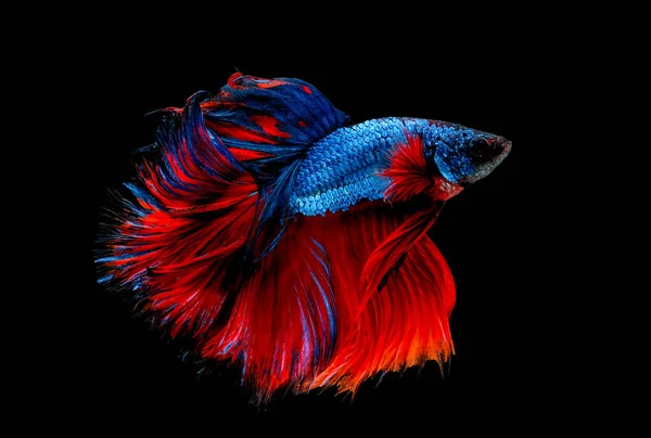 青と赤のベタ魚のメインカラーでカラフルな シャムの戦いの魚は 黒の背景に隔離されました 魚も泳ぎの間に異なる方向に頭を回すアクション — ストック写真