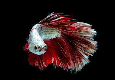 Metalik beyaz ve kırmızı betta balık ana renk ile renkli, Siyam mücadele balık siyah arka plan üzerinde izole edildi.