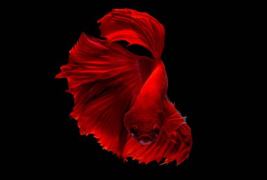 Kırmızı betta balık, Siyam mücadele balık siyah arka plan üzerinde izole edildi. Balık da yüzme sırasında farklı yönde dönüş kafası eylem.