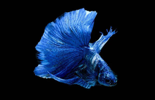 Dark blue betta fish, Siamese fighting fish was isolated on black background and fish look down side.