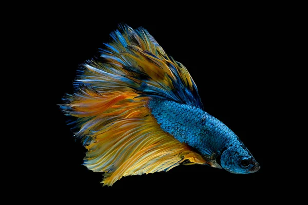Mavi ve sarı betta balık ana renk ile renkli, Siyam mücadele balık siyah arka plan üzerinde izole edildi.