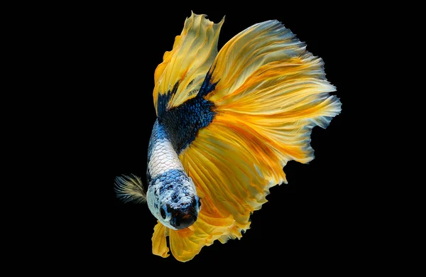 Цветные Основным Цветом Темно Синей Белой Желтой Рыбой Betta Сиамские — стоковое фото
