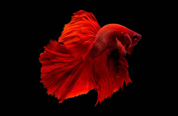 Roter Beta Fisch Siamesischer Kampffisch Wurde Auf Schwarzem Hintergrund Isoliert — Stockfoto