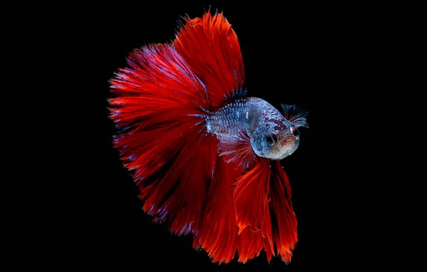 Colorido Com Cor Principal Peixe Betta Azul Vermelho Peixe Combate — Fotografia de Stock