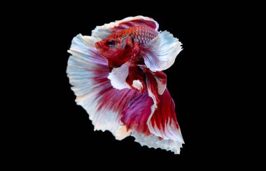 Kırmızı ve pembe betta balığının ana rengi ile renkli olan Siyam lı balıklar siyah arka planda izole edildi. Balık da yüzme sırasında farklı yönde dönüş kafası eylem.