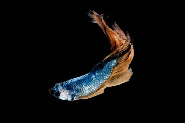 Mavi betta balığının ana rengi ile renkli olan Siyam lı balıklar siyah arka planda izole edildi. Balık da yüzme sırasında farklı yönde dönüş kafası eylem.