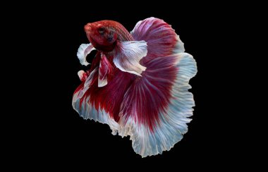 Kırmızı ve pembe betta balığının ana rengi ile renkli olan Siyam lı balıklar siyah arka planda izole edildi. Balık da yüzme sırasında farklı yönde dönüş kafası eylem.