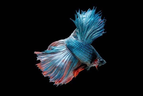 Красочный Основным Цветом Синей Бетты Сиамская Боевая Рыба Выделена Черном — стоковое фото