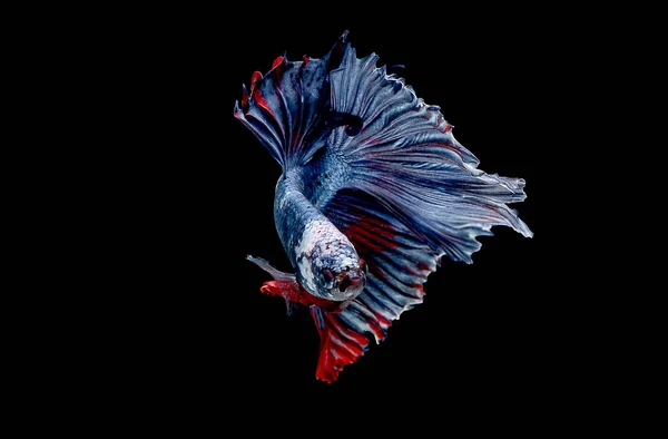 青赤と白のベタ魚のメインカラーでカラフルな シャムの戦いの魚は黒の背景に隔離されました 魚も泳ぎの間に異なる方向に頭を回すアクション — ストック写真