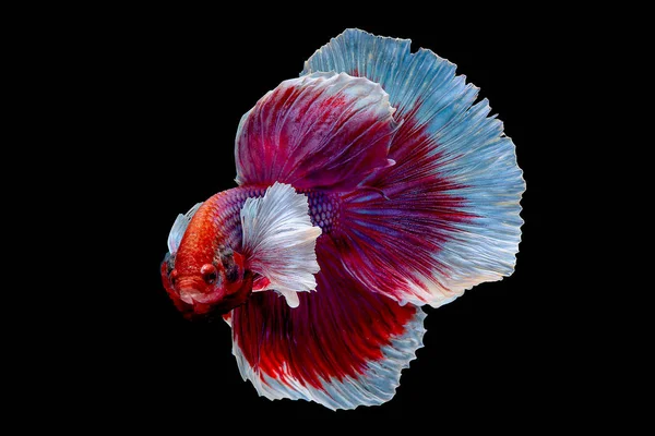 赤とピンクのベッタ魚のメインカラーでカラフルな シャムの戦いの魚は 黒の背景に隔離されました 魚も泳ぎの間に異なる方向に頭を回すアクション — ストック写真