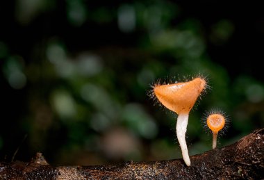 Ahşap ve yeşil bokeh ile koyu arka plan ile ağaç pembe yanık fincan veya Mantar fincan mantar büyüme.