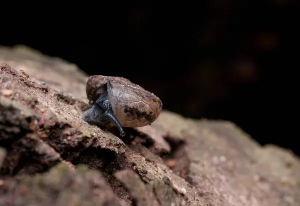 小さなカタツムリの滞在と暗い背景を持つ木の樹皮に移動 — ストック写真