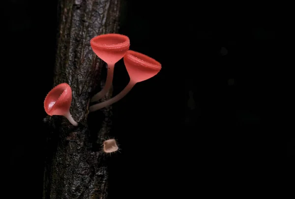 Tasse Brûler Rose Champignon Sur Bois Arbre Avec Fond Sombre — Photo