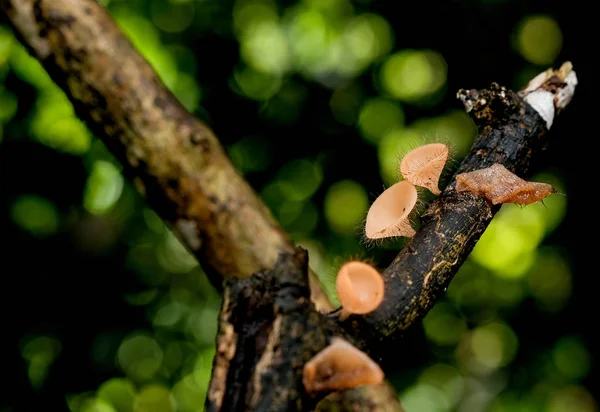Copo Queimadura Rosa Copo Fungos Crescimento Cogumelos Madeira Árvore Com — Fotografia de Stock