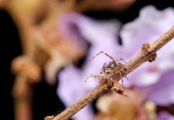 Kleine Spin Val Sommige Insect Slachtoffer Met Paars Roze Kleur — Stockfoto