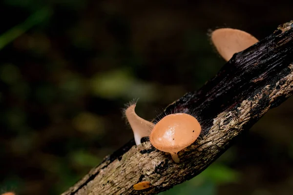 ピンクのバーンカップや真菌カップキノコの木材の成長と緑のボケと暗い背景を持つ木 — ストック写真