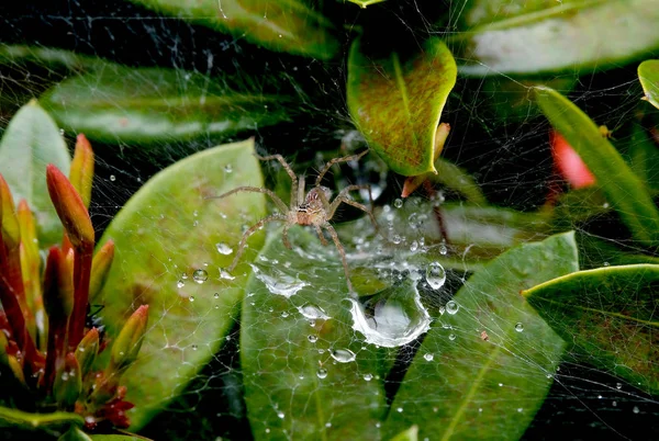 Small spider stay on its net with drop of rain on the net with green leafs as background.