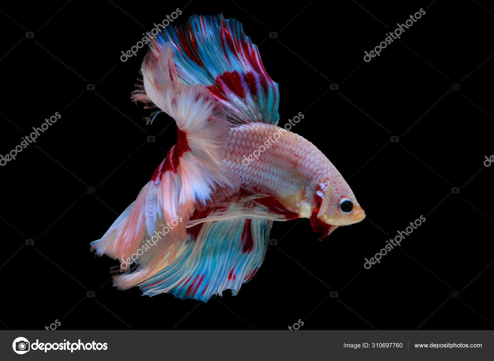 blue red betta fish