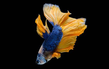 Koyu mavi, beyaz ve sarı betta balık ana renk ile renkli, Siyam mücadele balık siyah arka plan üzerinde izole edildi.