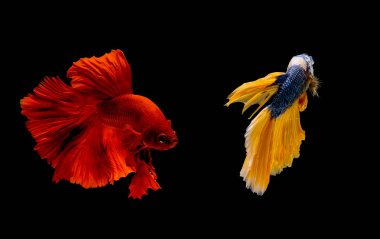 Kırmızı ve mavi sarı betta balık çift, Siyam mücadele balık siyah arka plan üzerinde izole edildi. Balık da yüzme sırasında farklı yönde dönüş kafası eylem.