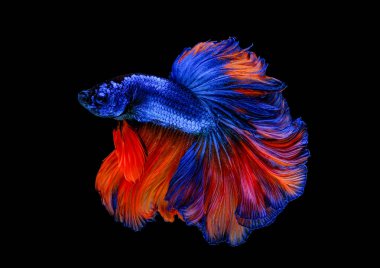 Mavi ve kırmızı betta balığının ana rengi ile renkli olan Siyam lı balıklar siyah arka planda izole edildi. Balık da yüzme sırasında farklı yönde dönüş kafası eylem.