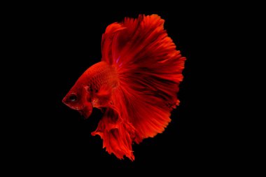 Koyu kırmızı betta balığı, Siyam dövüş balığı siyah arka planda izole edilmişti. Balıklar da yüzme sırasında başlarını farklı yöne çevirirler..