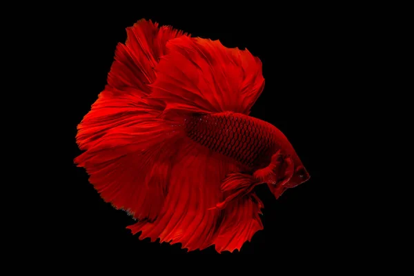 Poisson Betta Rouge Foncé Poissons Combat Siamois Été Isolé Sur — Photo