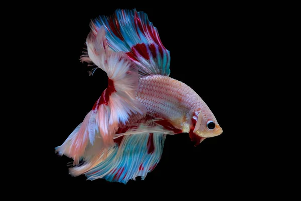 Colorido Con Color Principal Rosa Claro Azul Rojo Pez Betta — Foto de Stock