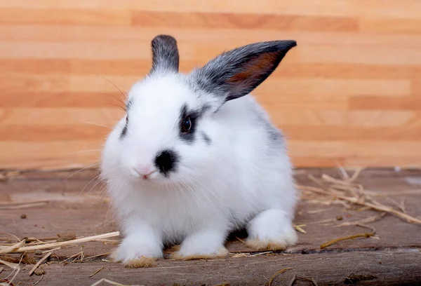 Zwart Wit Kleur Bunny Rabbit Verblijf Houten Tafel Met Houten — Stockfoto