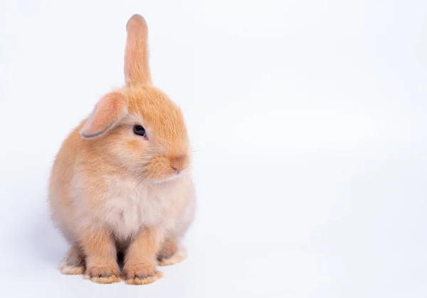Brown Bunny Kanin Med Olika Skådespeleri Isolerades Vit Bakgrund Med — Stockfoto